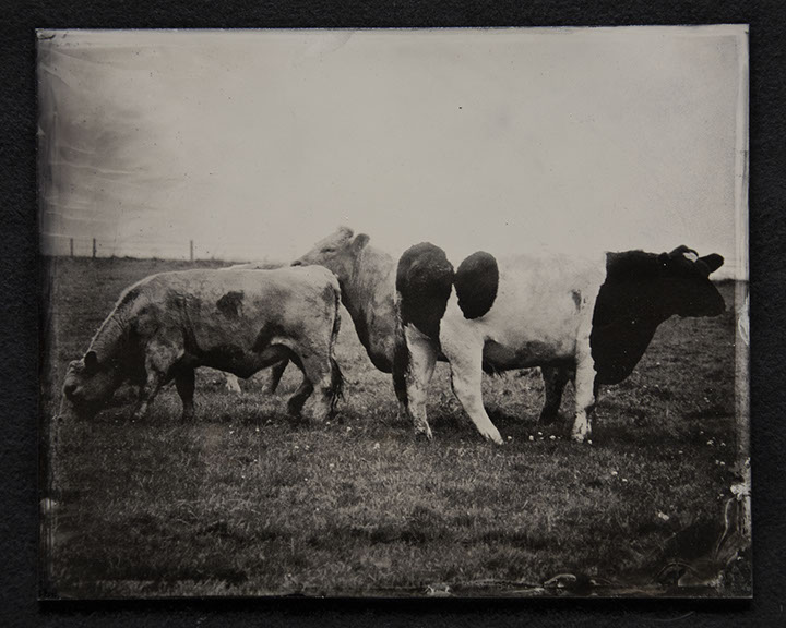Panel A1 is a photo on glass depicting three cows in the foreground grazing in a field lit by a bright sky luminous from the photo silver.